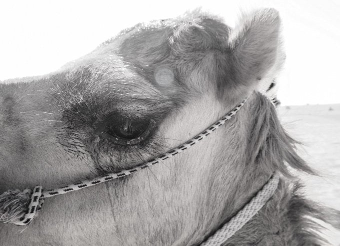 Long eyelashes of a camel