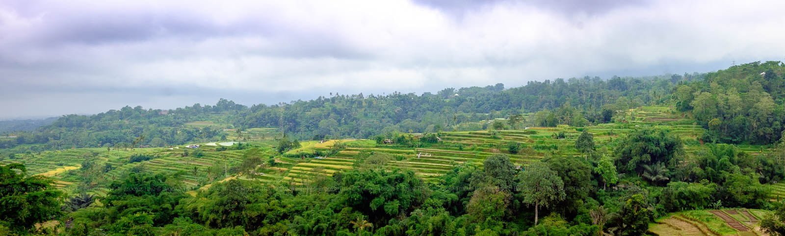 Panorama of Pacung rice terraces in Bedugul, Bali
