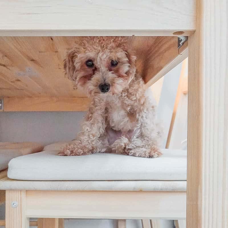 Seoul Airbnb cute toy poodle