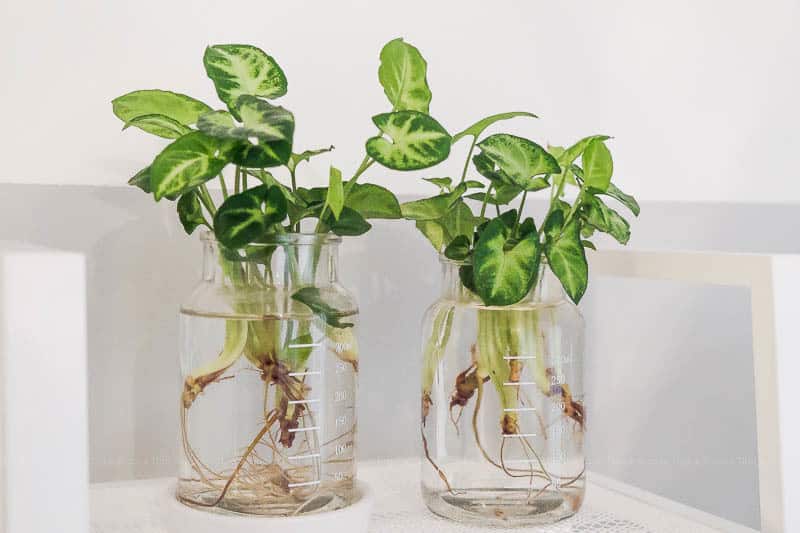 Plants in the room, Seoul