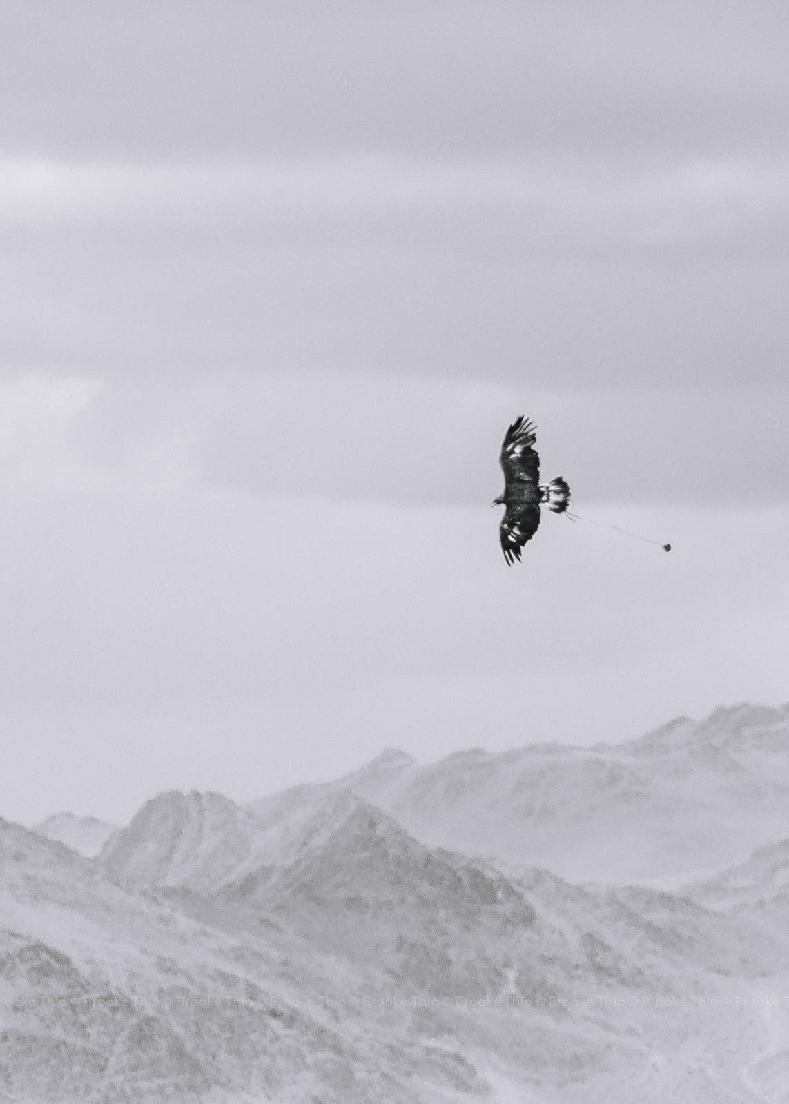 Soaring Golden Eagle