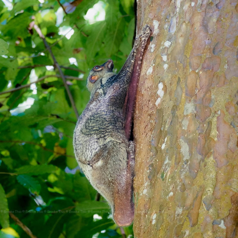 Penang Hill wildlife: A Sunda colugo resting on a tree trunk during the daytime